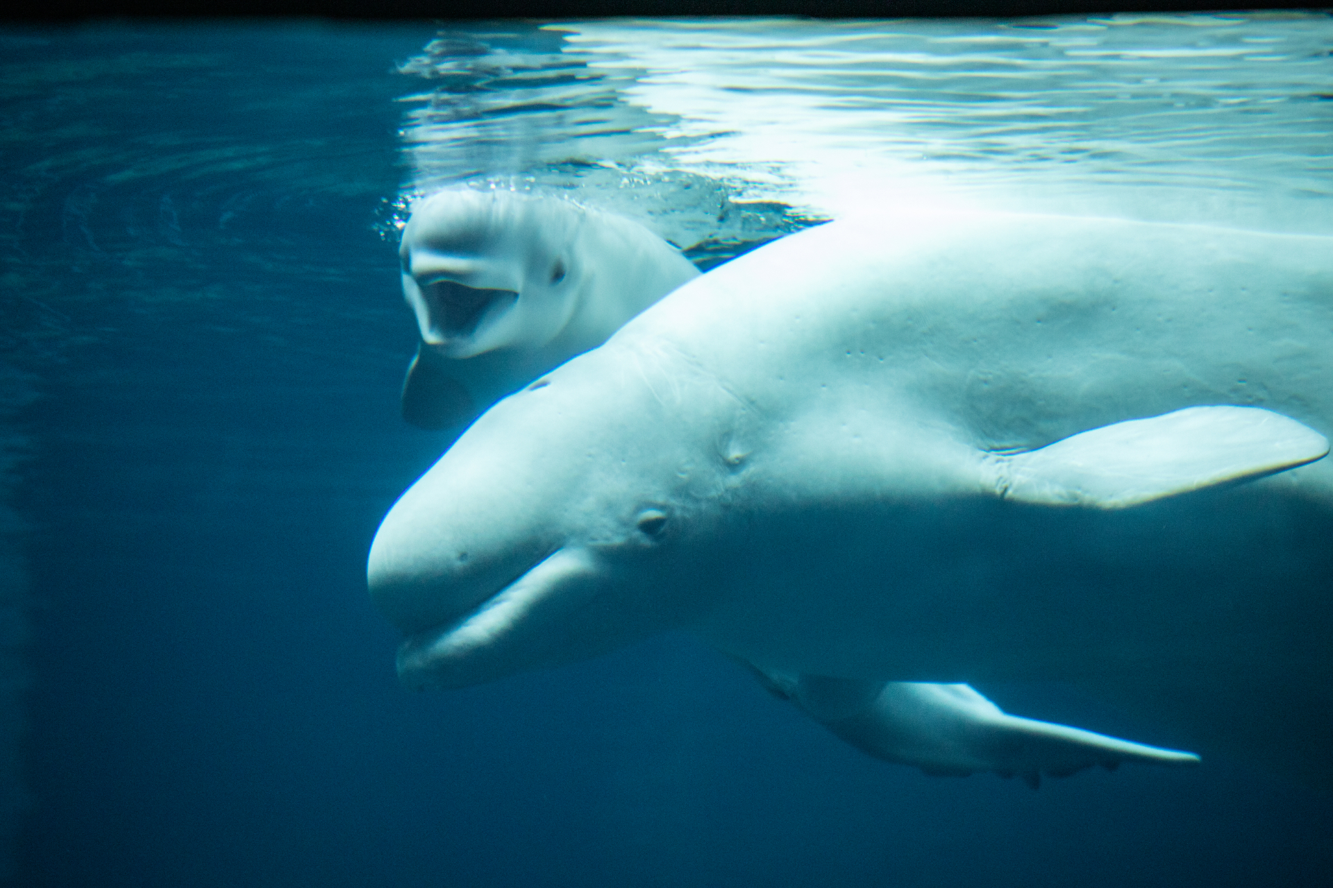 Le petit béluga né fin mai dans un aquarium à Atlanta avec sa maman, Whisper. © Georgia Aquarium